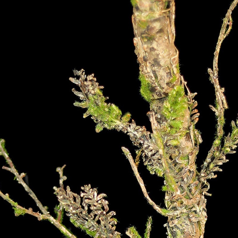 New Withered Vines Artificial  - Christmas Tree Artificial recensie en prijs